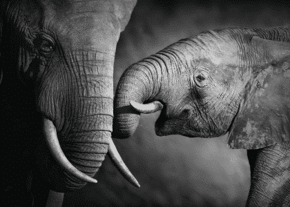 A Fathers Love – Animal Posters