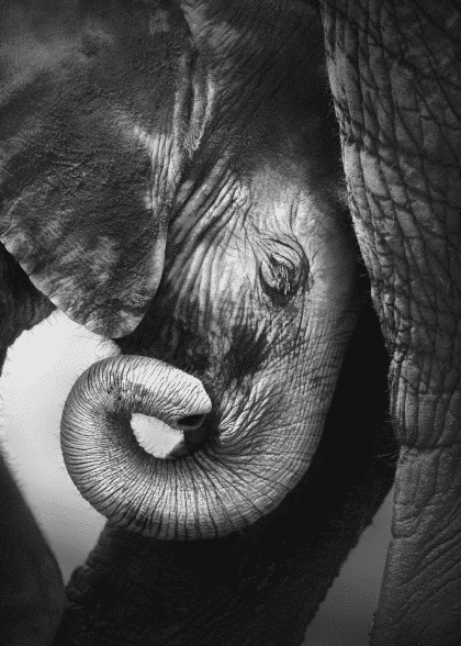 A Mothers Love – Animal Posters