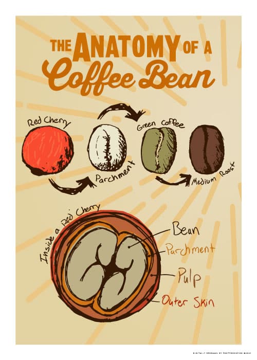 Anatomy Of A Coffe Bean