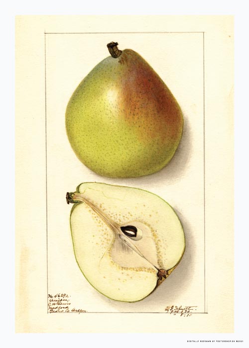 Anju Pear By Ellen Shutt In 1910