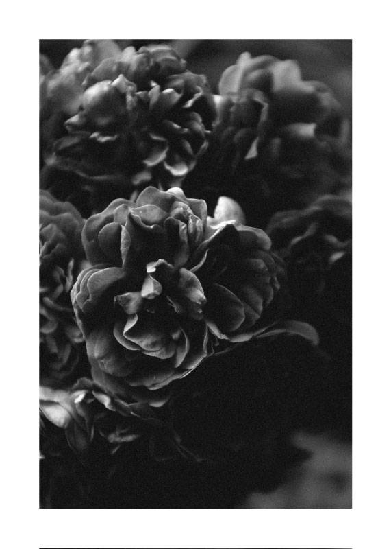 Blooming – Fotokunst