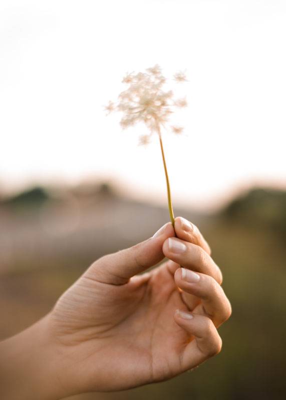 Blow – Blomster og Botanik