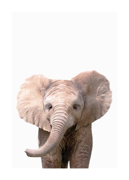 Baby Elephant – Dyreplakater