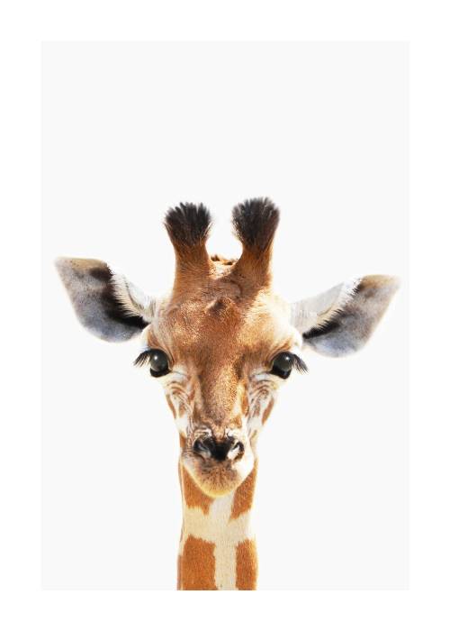 Baby Giraffe – Dyreplakater