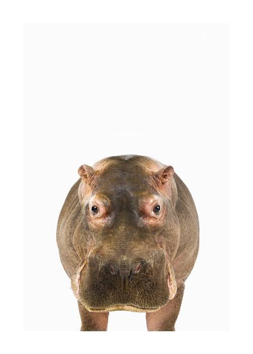 Baby Hippo – Dyreplakater