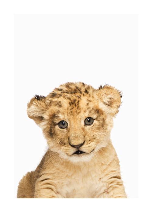 Baby Lion – Dyreplakater