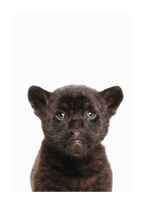 Baby Panther – Animal Posters