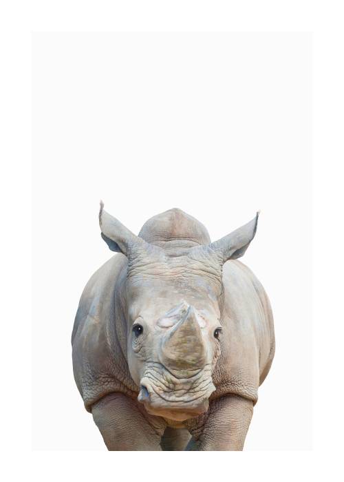 Baby Rhino – Animal Posters