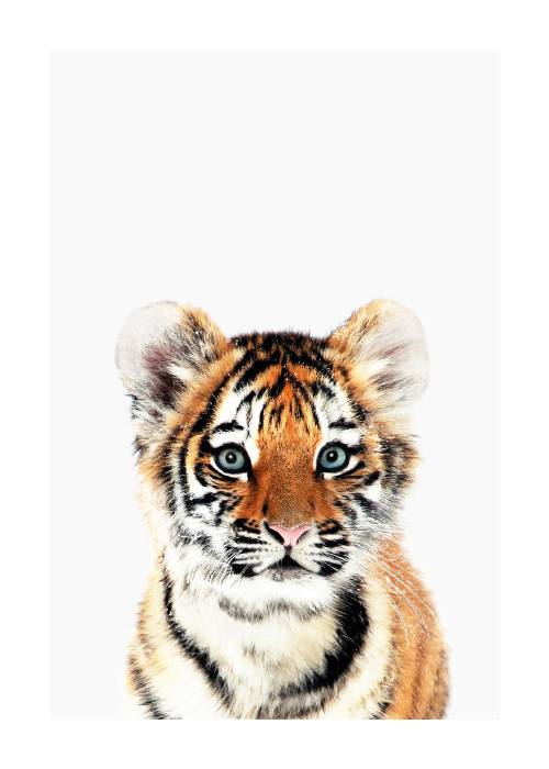 Baby Tiger – Dyreplakater