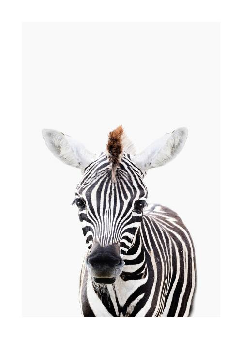 Baby Zebra – Dyreplakater