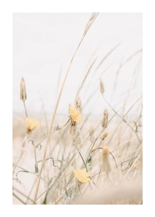 Beach Flowers – Naturmotiver