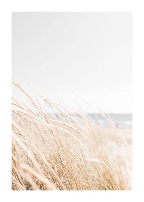 Beige Reeds – Naturmotiver