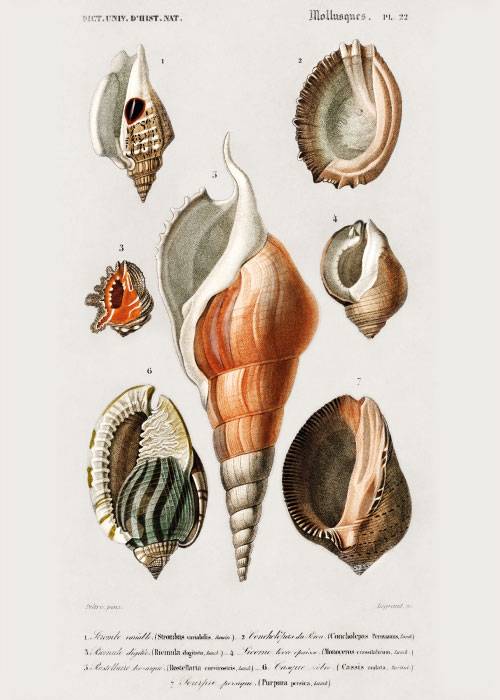 Big Mollusks Poster – Kunst