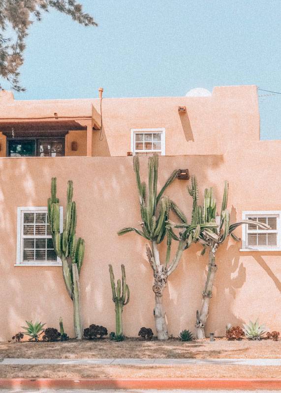 Cactus Exterior – Flowers & Botanicals