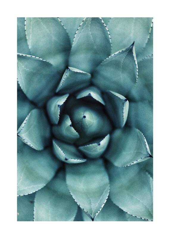 Cactus Flower – Blomster og Botanik