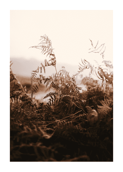 Calm Field – Naturmotiver