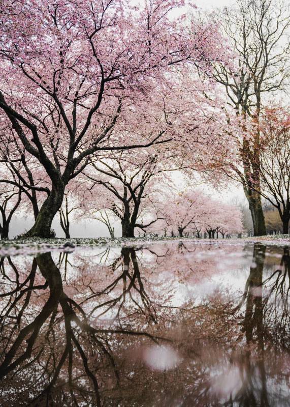 Cherry Blossom – Blomster og Botanik