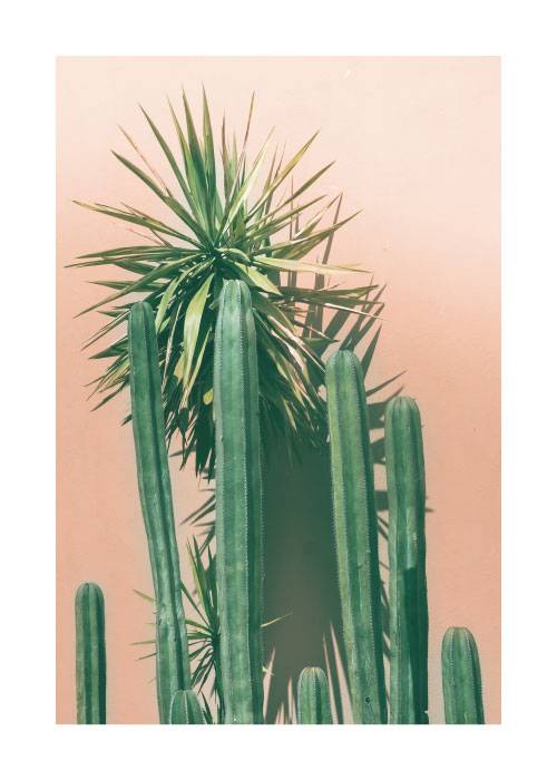 Cactus Collection – Flowers & Botanicals