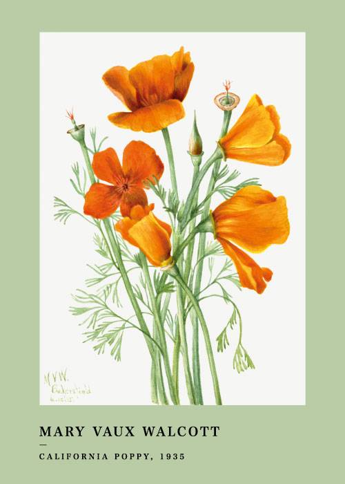 California Poppy – Kunst