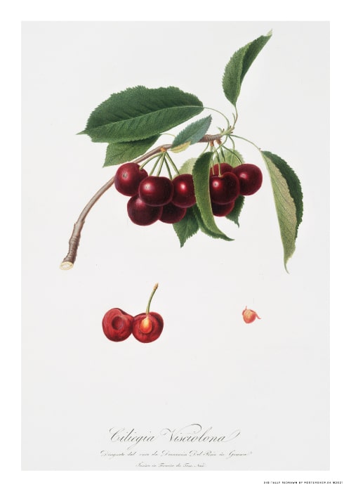 Cherry Vintage