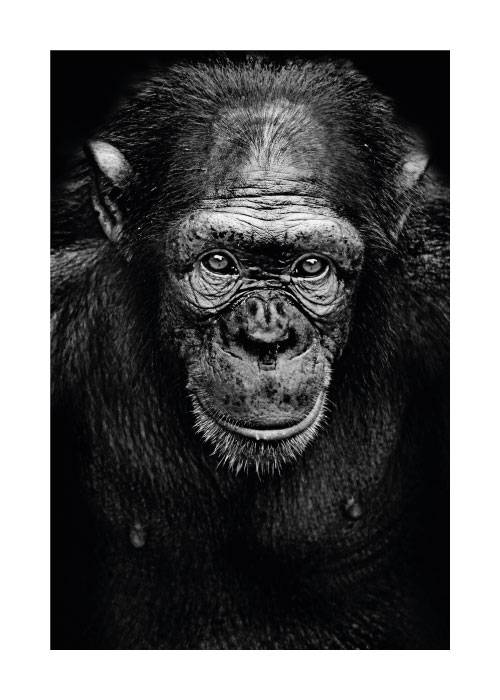 Chimpanzee – Dyreplakater