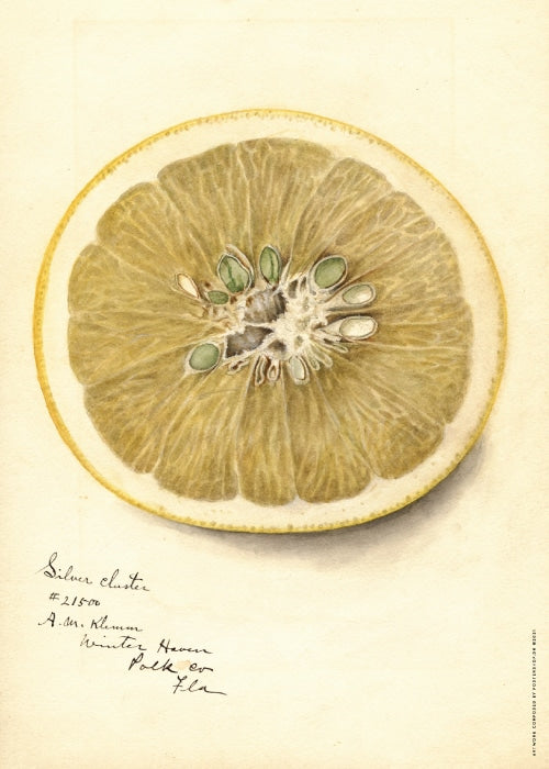 Citrus Paradisi af Deborah Griscom Passmore