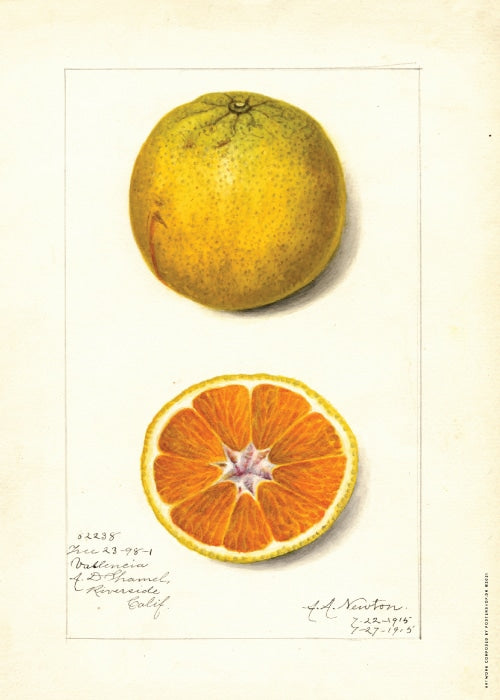 Citrus Sinensis Valencia 1915