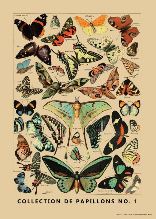 Collection De Papillons No. 1 – Kunst