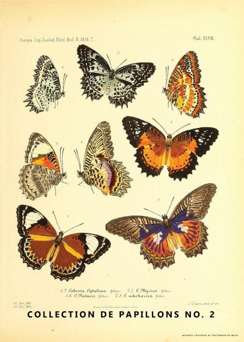 Collection De Papillons No. 2 – Kunst