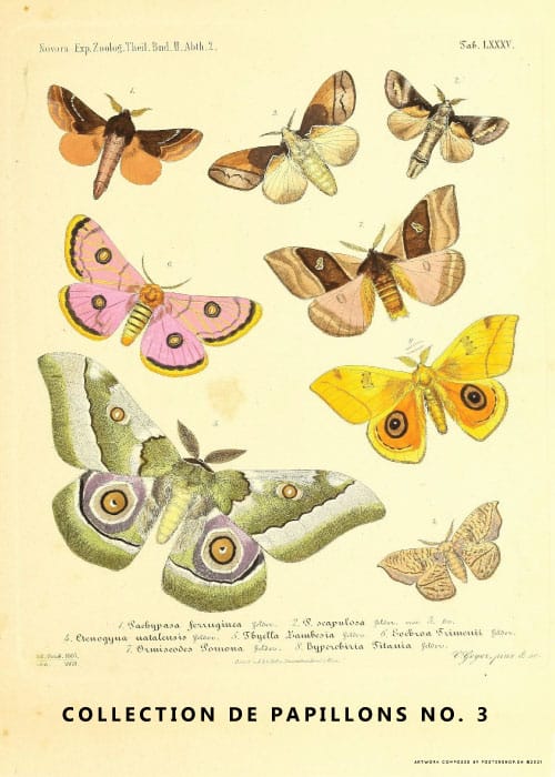 Collection De Papillons No. 3 – Kunst