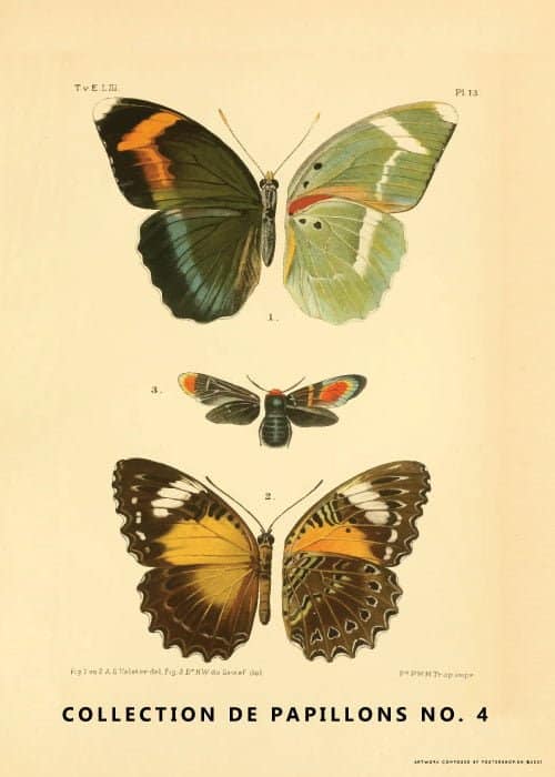 Collection De Papillons No. 4 – Kunst