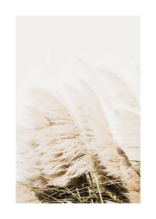 Cream Pampas – Naturmotiver