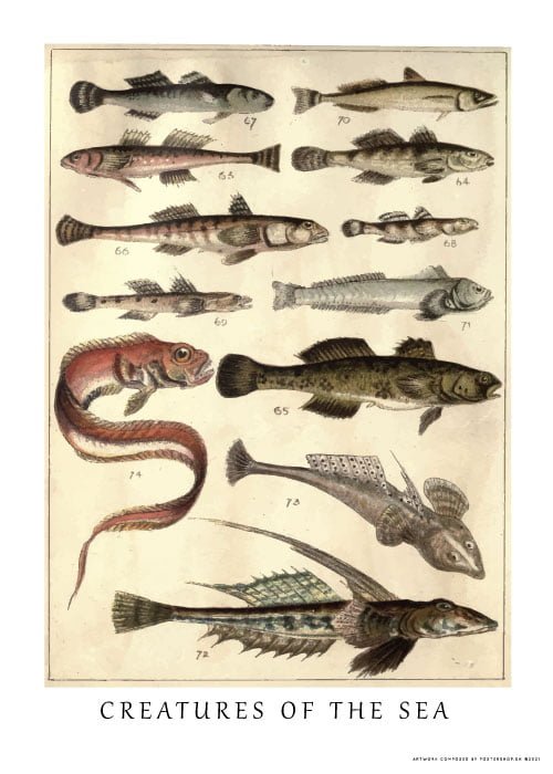 Creatures Of The Sea – Dyreplakater