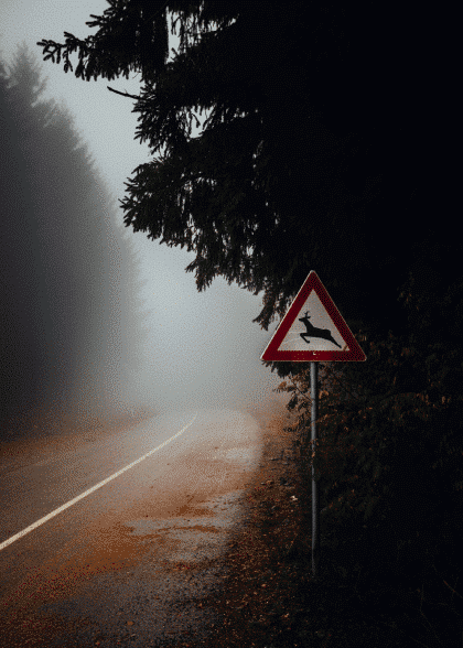 Deer Ahead – Naturmotiver