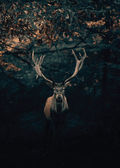 Deer Oh Deer – Animal Posters