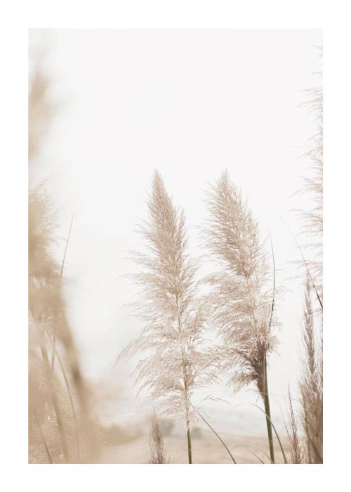 Dried Beach Flowers – Naturmotiver