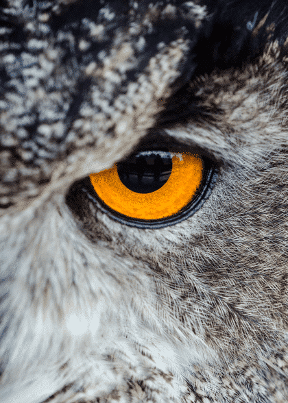 Eye Of Wisdom – Animal Posters