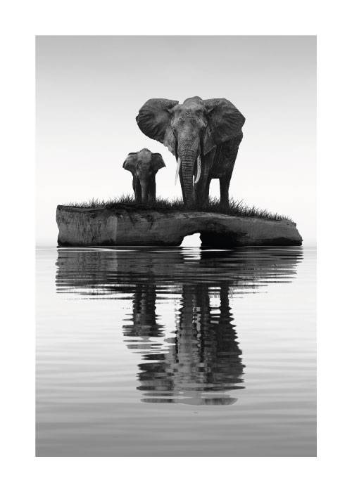 Elephant Reflection – Animal Posters