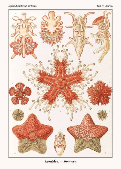Ernst Haeckel Asteridea – Kunst