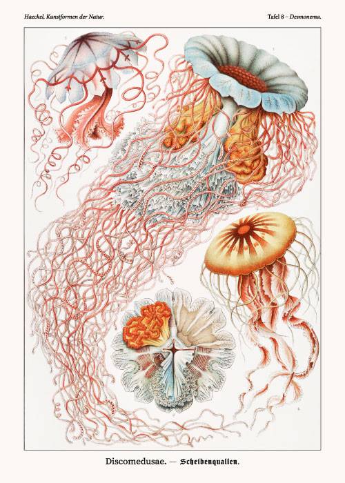 Ernst Haeckel Discomedusae – Kunst