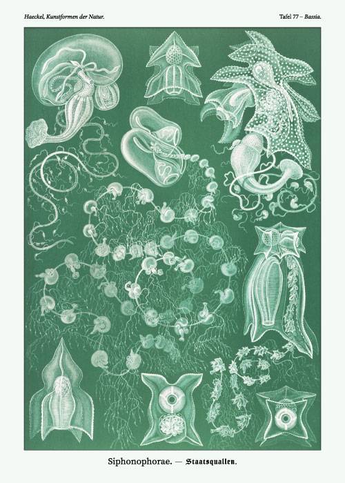 Ernst Haeckel Green Siphonophorae – Kunst