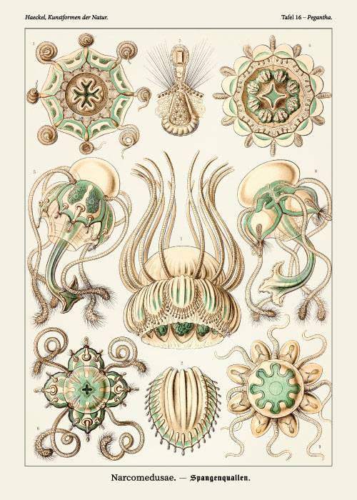 Ernst Haeckel Narcomedusae – Kunst