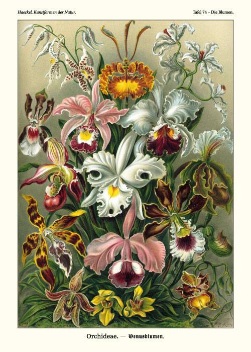Ernst Haeckel Orchideae – Kunst