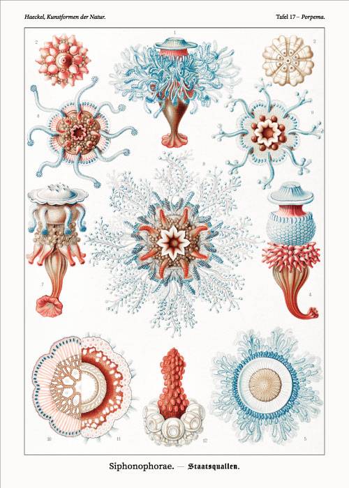 Ernst Haeckel Siphonophorae – Kunst