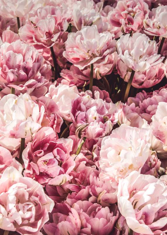 Field Of Peonies – Blomster og Botanik