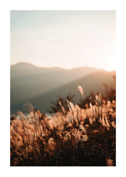 Field Sunset – Naturmotiver