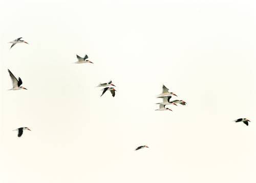 Fly Birdie Fly – Dyreplakater