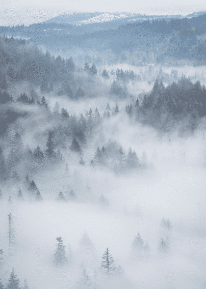 Foggy Forest – Naturmotiver