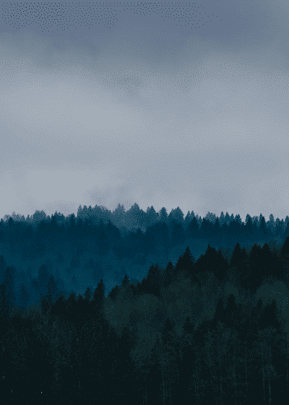 Forest Silhouettes – Naturmotiver
