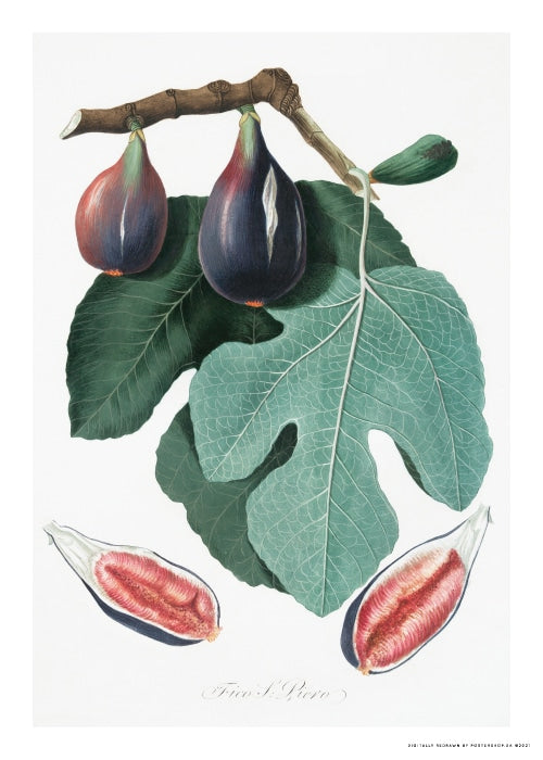 Fig Vintage